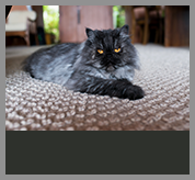 pet-dander-removal-carpet-upholstery-cleaners
