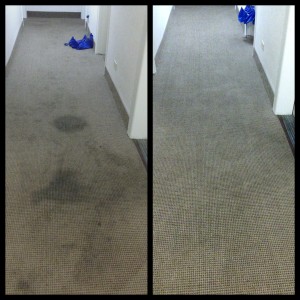 Organic Carpet Cleaning NYC