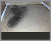 water-damage-molds-carpets